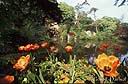 059fleurs et lac.jpg